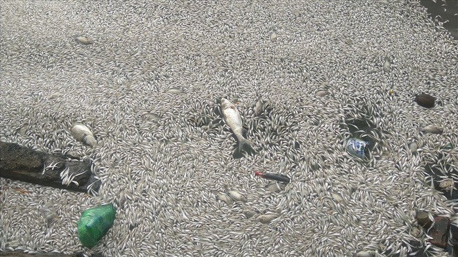 Hiện tượng cá chết trắng hồ từng xảy ra nhiều lần. Ảnh Trần Vương