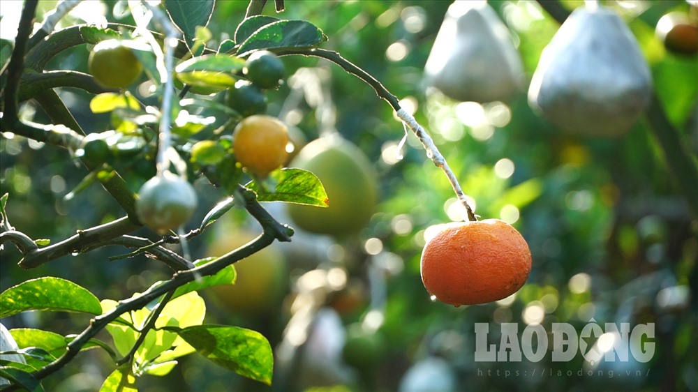 Giá của mỗi “cây ngũ quả” trong vườn nhà ông Giáp dao động từ 1,5 đến hơn 10 triệu đồng tùy vào mỗi gốc và số quả trên cây. Trừ chi phí mỗi vụ ông thu về 300-400 triệu đồng.
