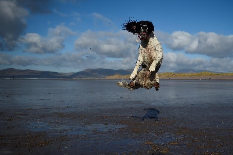 Một chú chó nhảy lên không trung để bắt bóng trên bãi biển của Ireland.