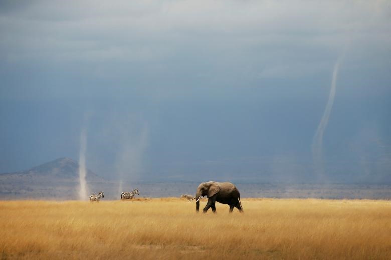 Những cơn lốc xoáy nhỏ trên cánh đồng cỏ của Công viên Quốc gia Amboseli, Kenya.