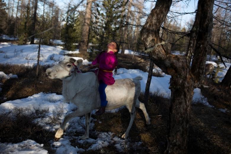 Cô bé Tsetse (6 tuổi) đang cưỡi một con tuần lộc trong một khu rừng gần làng Tsagaannuur, Khovsgol aimag, Mông Cổ. Tsetse dành nhiều giờ mỗi ngày để đi qua rừng và huấn luyện những con tuần lộc mới lớn để chúng quen với các mệnh lệnh của con người.