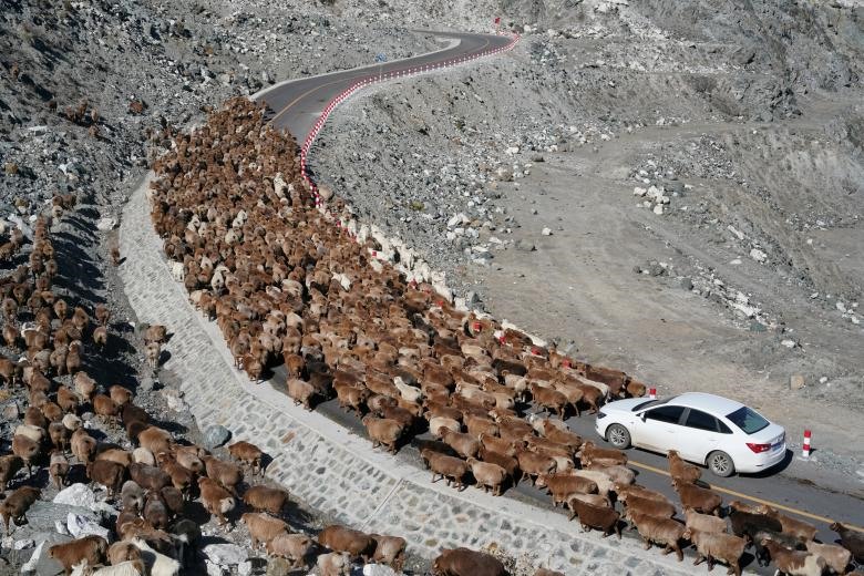 Hàng nghìn con cừu đang di chuyển trên đoạn đường gần khu mỏ Koktokay trong mùa di cư hàng năm ở Altay, khu tự trị Tân Cương, Trung Quốc.
