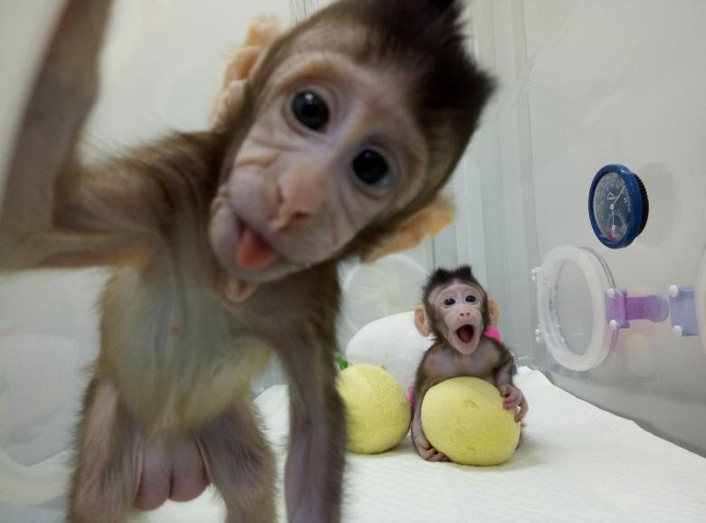 Hai chú khỉ nhân bản đầu tiên Zhong Zhong và Hua Hua tại Viện nghiên cứu khoa học Thượng Hải, Trung Quốc.