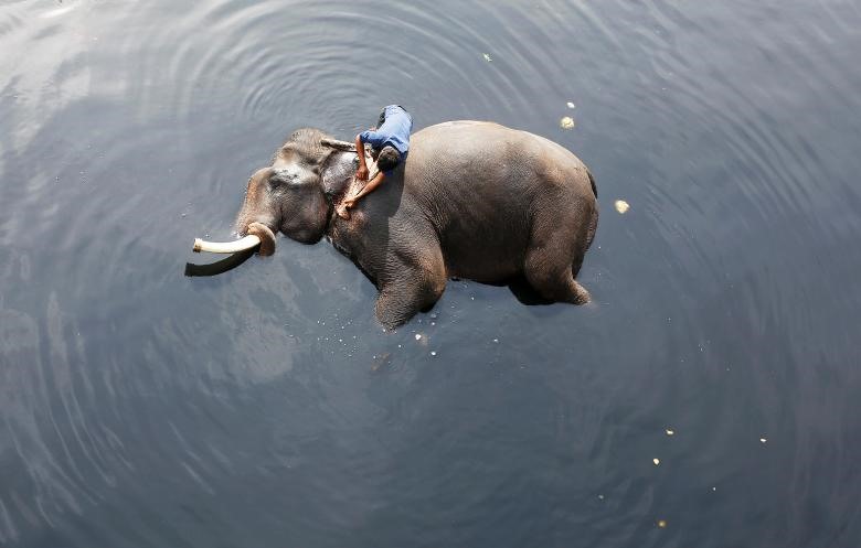 Chú voi tắm mát trong dòng nước ô nhiễm của sông Yamuna ở New Delhi, Ấn Độ. Ảnh: Reuters.
