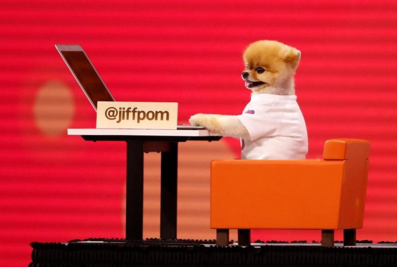 Chú chó Jiffpom trở nên nổi tiếng trên mạng xã hội sau khi xuất hiện trên sân khấu trong một hội nghị hàng năm của Facebook tại San Jose.