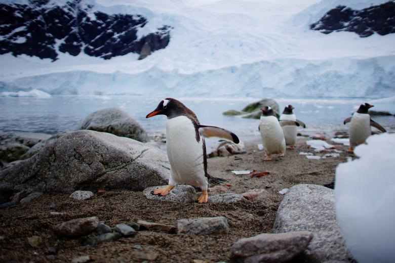 Những chú chim cánh cụt lên bờ ở cảng Neko, Nam Cực.