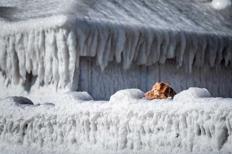 Chú chó này đang quan sát xung quanh ngôi làng đang bị bao phủ trong băng của chú ở Vịnh Faxe, phía nam Copenhagen, Đan Mạch