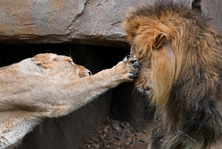 Một con sư tử cái đang chơi đùa với một con sư tử đực trong Ngày Sư tử Thế giới ở Sở thú London, Anh.