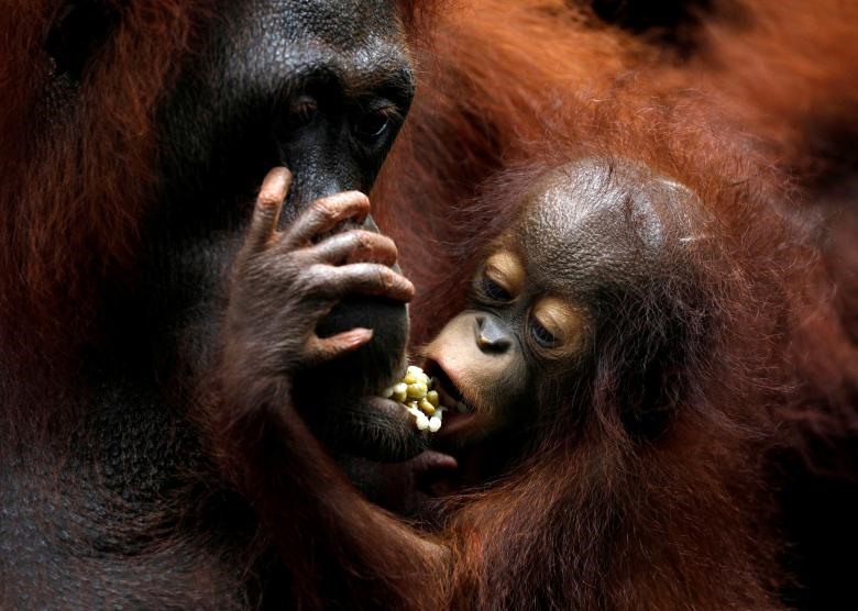 Khansa, em bé đười ươi thứ 46 của Sở thú Singapore, bám lấy mẹ Anita.