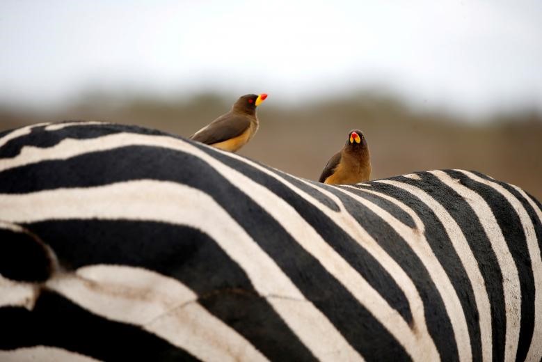Những con chim ngồi thư giãn trên lưng ngựa vằn ở Công viên quốc gia Nairobi, gần Nairobi, Kenya,