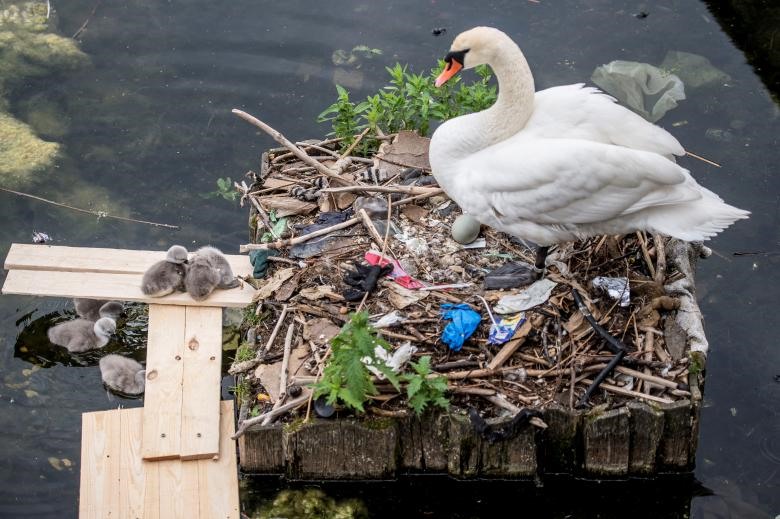 Một con thiên nga làm tổ từ rác ở trên hồ gần cầu Nữ hoàng Louise, Copenhagen, Đan Mạch.