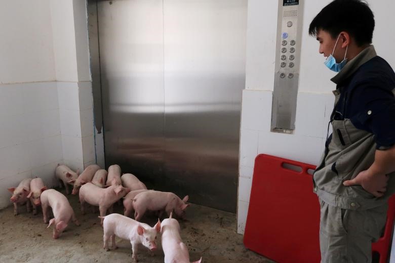 Một công nhân dùng thang máy để vận chuyển lợn con ra khỏi trang trại lợn cao tầng ở tỉnh Quảng Tây, Trung Quốc.