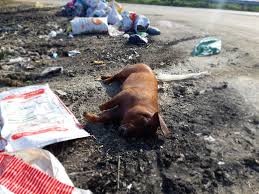 Những con lợn chết do LMLM bị người dân vứt ra đường, nguy cơ lây lan dịch bệnh. Ảnh: Thùy Linh