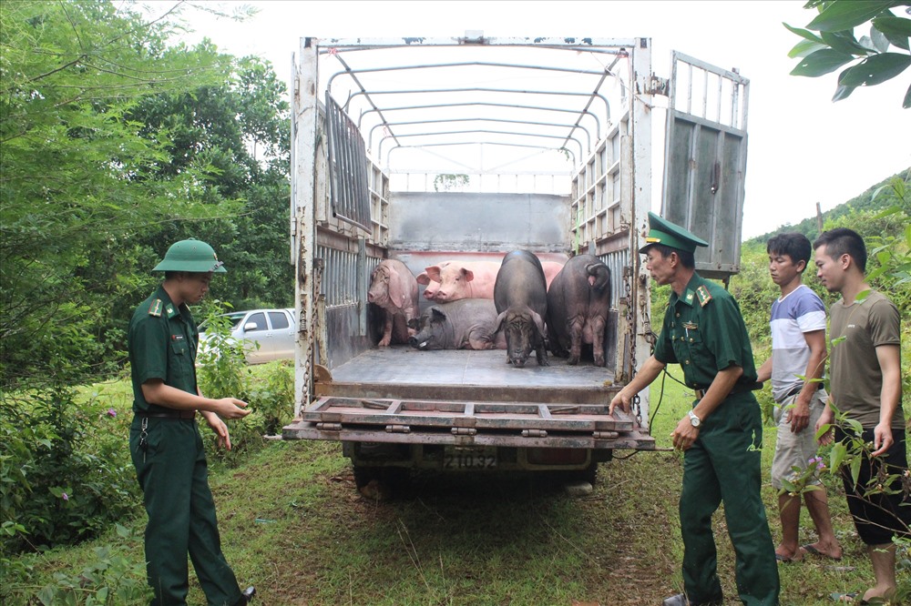 Lực lượng chức năng bắt giữ và tiêu hủy lợn nhập lậu tại Quảng Ninh. Ảnh: PV