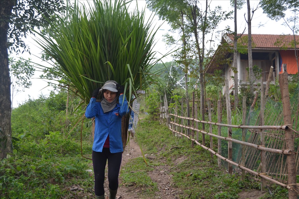 ...mà người dân miền núi còn trồng thêm cỏ làm thức ăn tươi cho đàn vật nuôi trong những ngày giá rét