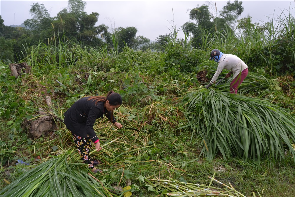 ...mà người dân miền núi còn trồng thêm cỏ làm thức ăn tươi cho đàn vật nuôi trong những ngày giá rét