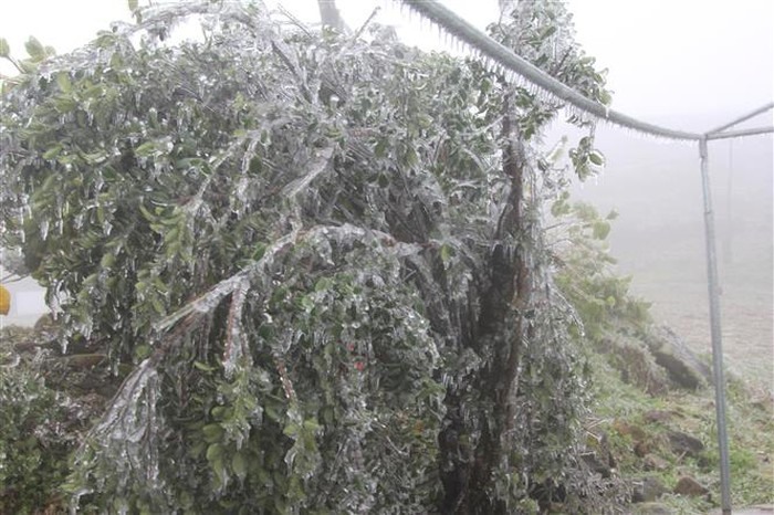 Băng tuyết phủ kín cành cây, ngọn cỏ tại Mẫu Sơn. 