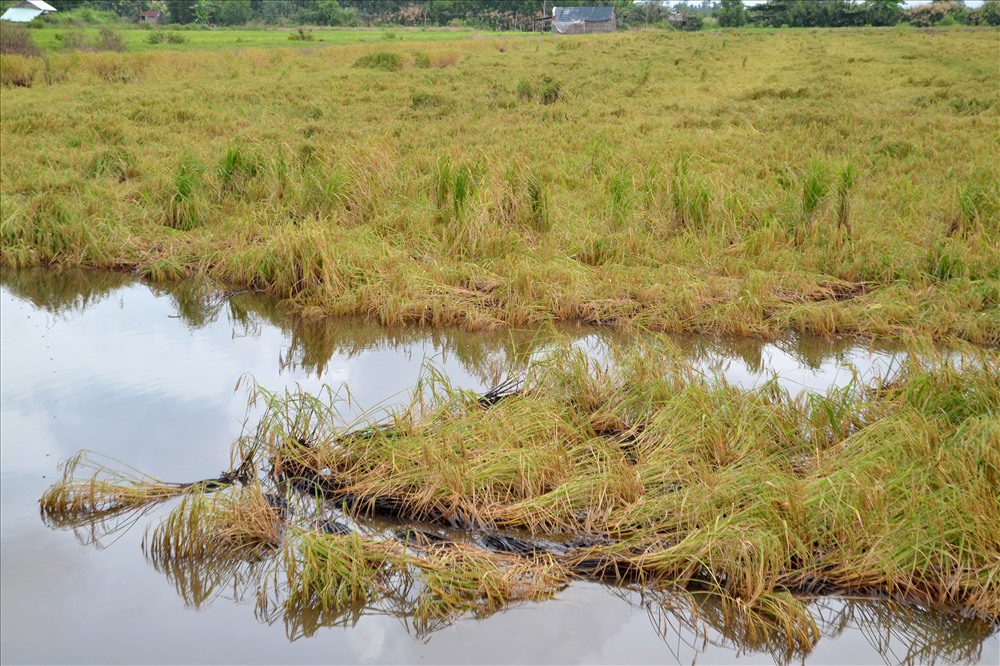 Tại nhiều thửa ruộng, lúa đã ngã dưới mặt nước. Ảnh: Lục Tùng