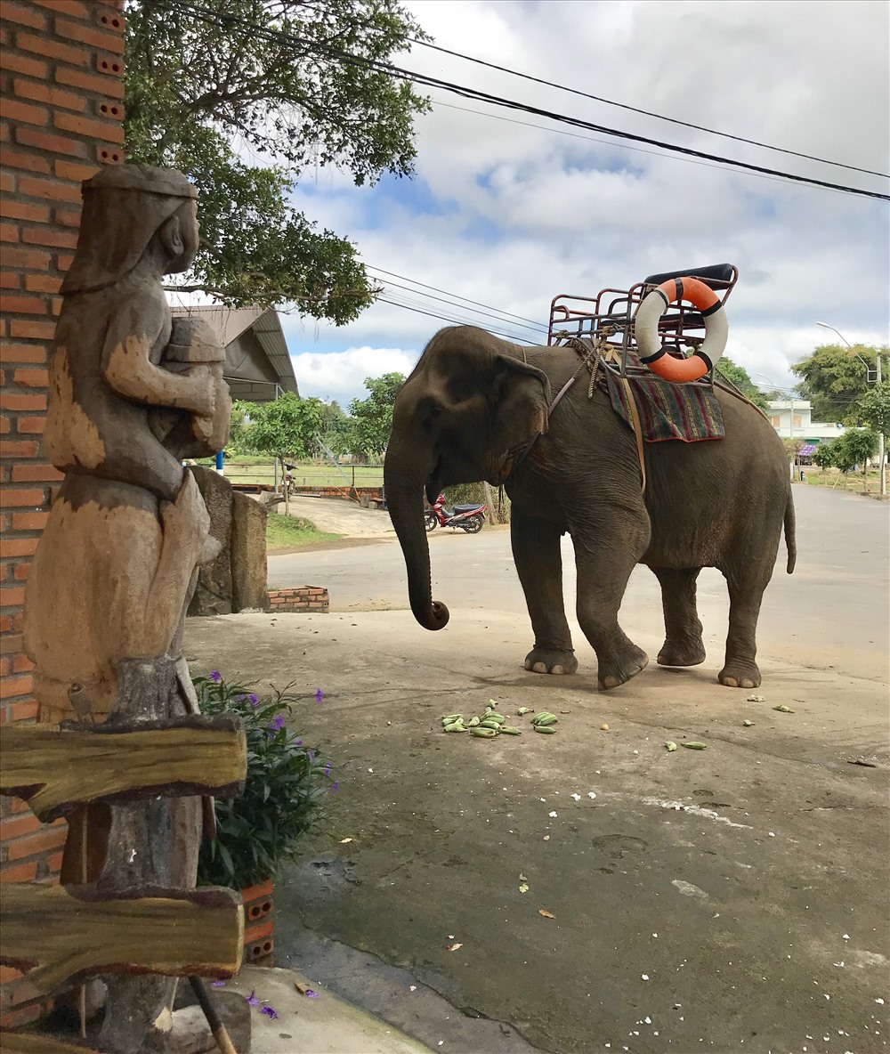 Ở đây hiện còn 20 cá thể voi nhà, một phần do Cty Du lịch Đăk Lăk quản lý và khai thác du lịch. Ảnh: H.V.M