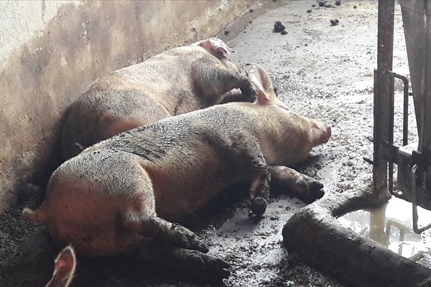 Những con lợn bị LMLM tại Ba Vì.Ảnh: Thùy Linh