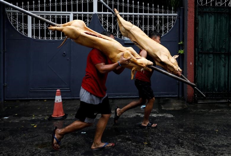 Người dân đem lợn đi quay ăn mừng năm mới ở Manila, Philippines