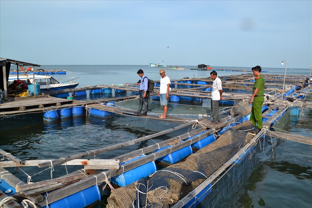 Được sự hỗ trợ, hướng dẫn của ngành chức năng, nuôi cá lồng bè ở Sơn Hải có quy mô lớn, kỹ thuật cao. Ảnh: Lục Tùng