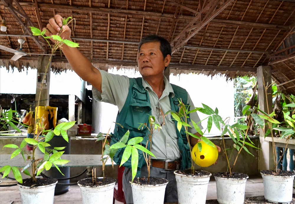 Ông sưu tầm và tổ chức trồng trên 40 giống tre trên đất vườn nhà. Ảnh: Lục Tùng