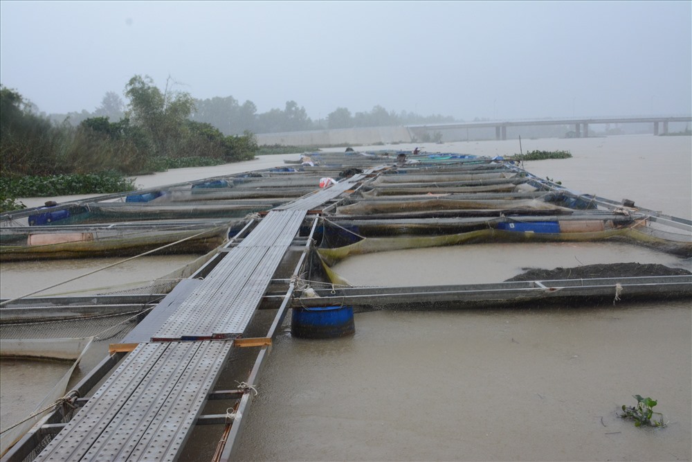 40 lồng nuôi cá của người dân Quảng Nam bị nước lũ cuốn trôi. Ảnh: Đ.V