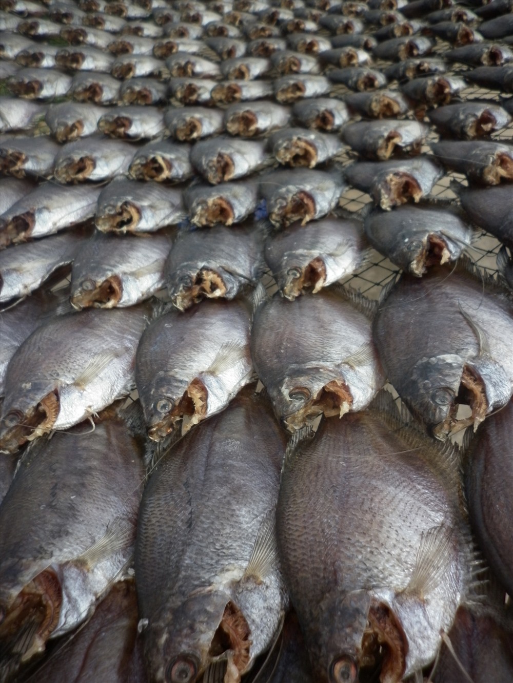 Khô cá sặc bổi cũng tăng giá lên 400.000 đồng/kg