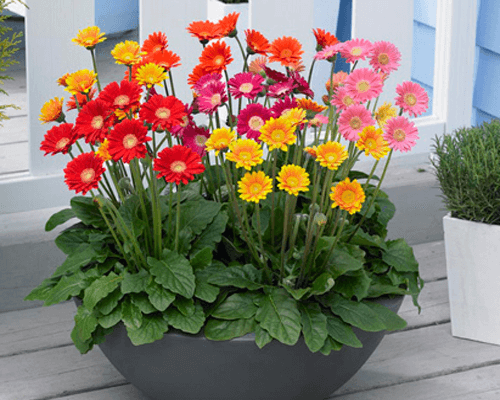 Loài hoa Tết: Những bông hoa Tết là một biểu tượng không thể thiếu trong dịp Tết Nguyên Đán. Hãy xem những hình ảnh đẹp của những loài hoa Tết phong phú và đầy màu sắc để cảm nhận một mùa Tết ấm áp và hạnh phúc!
