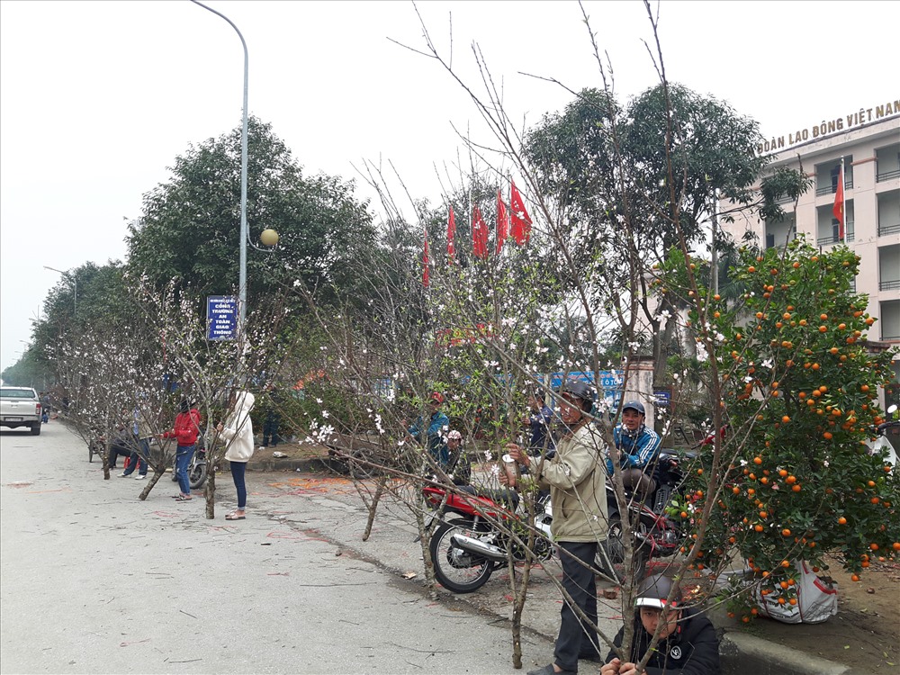 Đào bán tại các tuyến đường TP Vinh (Nghệ An). Ảnh: QĐ