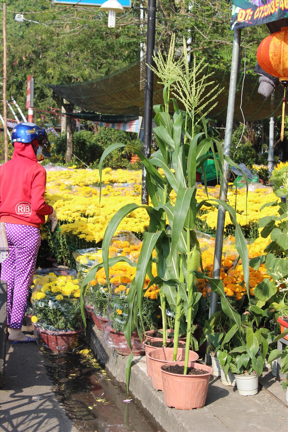 Năm nay cây bắp được bày bán và tiêu thụ nhiều ở các chợ hoa xuân. Có lẽ nhờ câu phương ngữ :“Chắc ăn như bắp“.