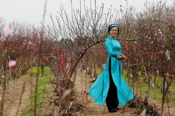 Một phụ nữ Việt Nam mặc áo dài khoe dáng trên cánh đồng hoa đào ở Hà Nội.
