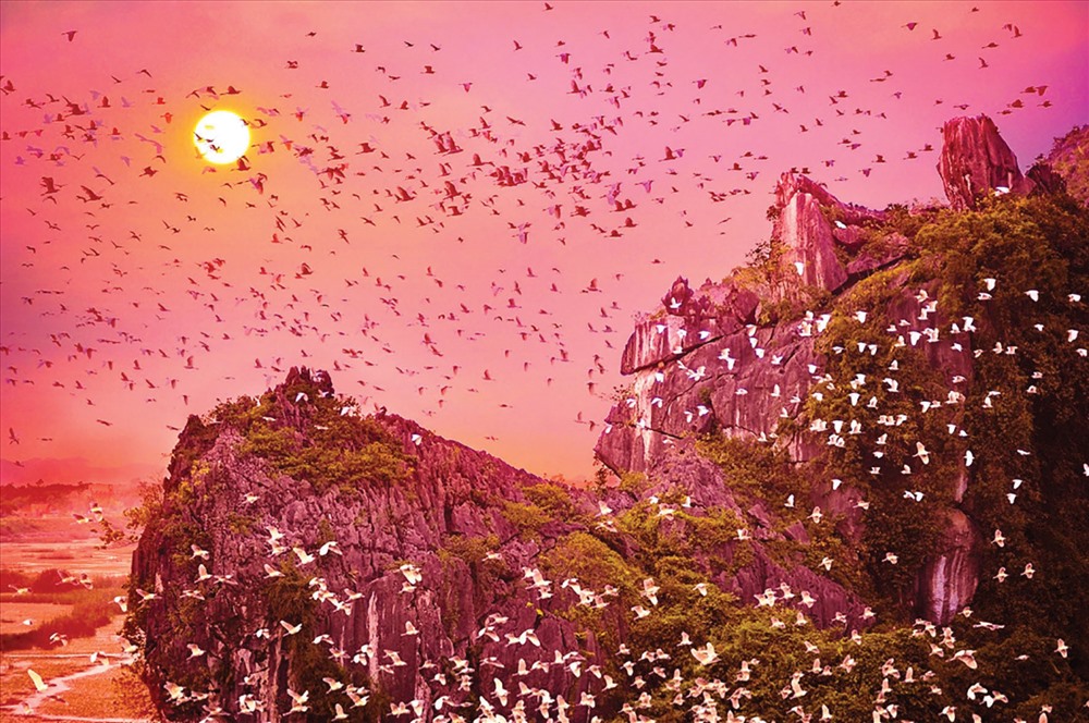 Hoàng hôn, hàng ngàn con cò bay kín cả một vùng trời để tìm nơi trú ngụ.
