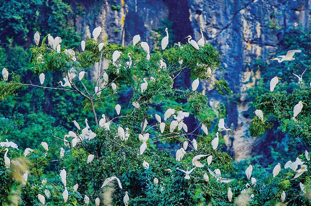 Đầm Vân Long là nơi trú ngụ của hàng trăm loại chim.