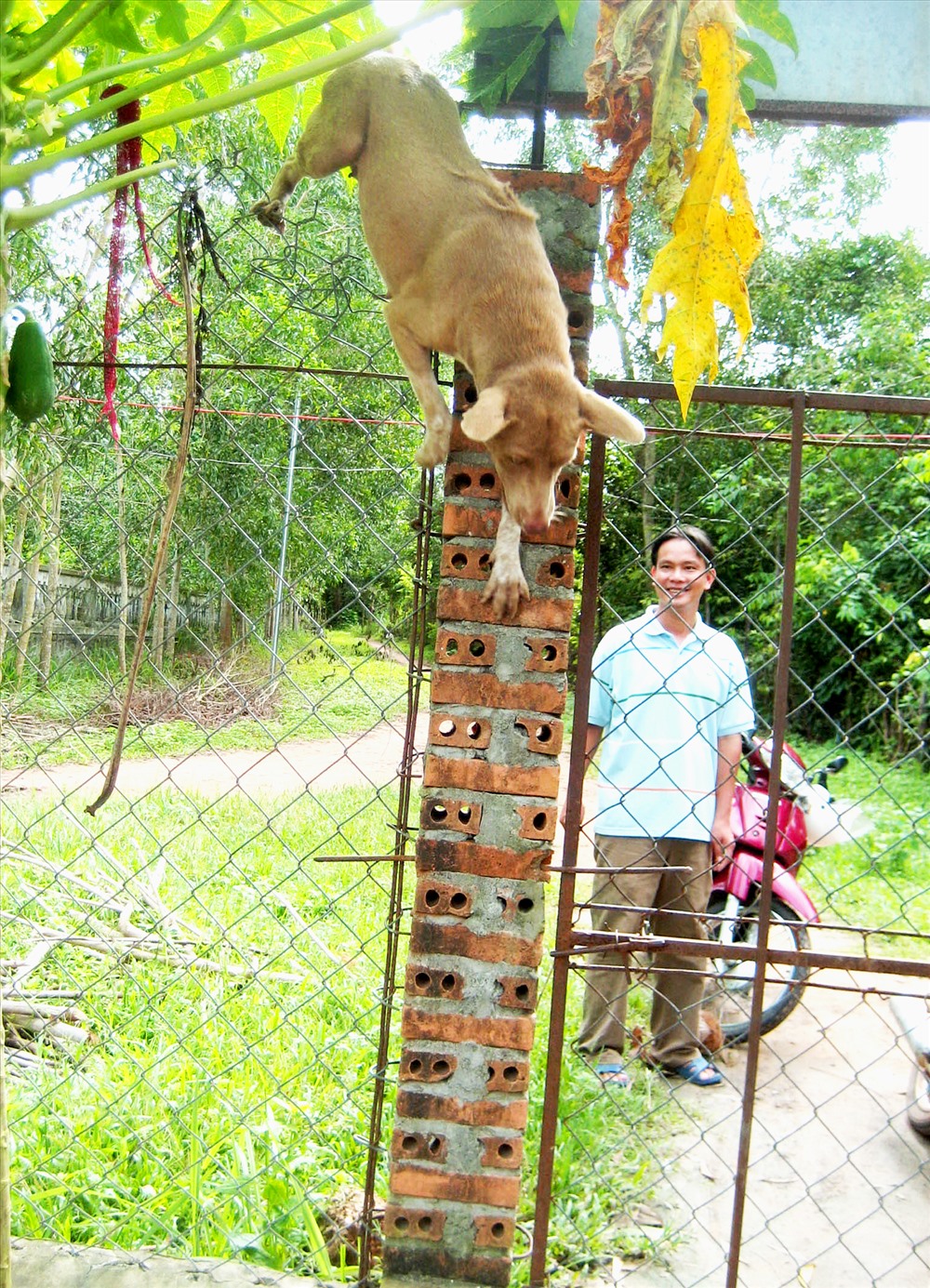 Đặc biệt là kỹ năng leo trèo của chó Phú Quốc rất cao. (Ảnh: Lục Tùng)