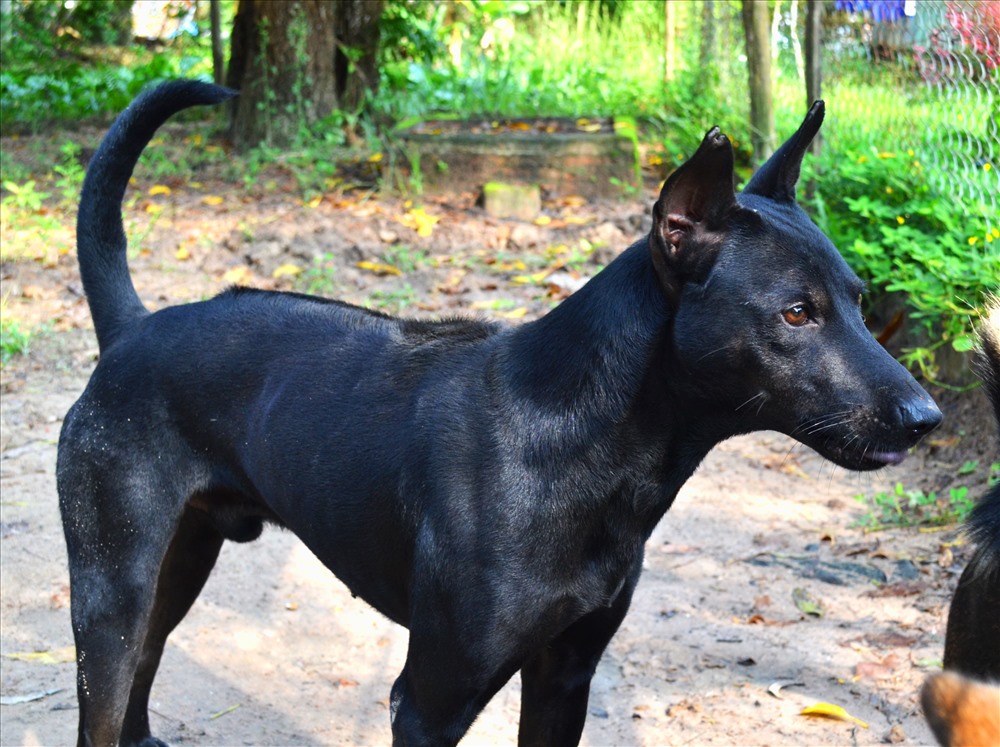 Huyền thoại chó Phú Quốc: Giống chó Phú Quốc có một vị trí đặc biệt trong văn hóa dân tộc Việt Nam với những câu chuyện huyền thoại được kể lại từ thế kỷ
