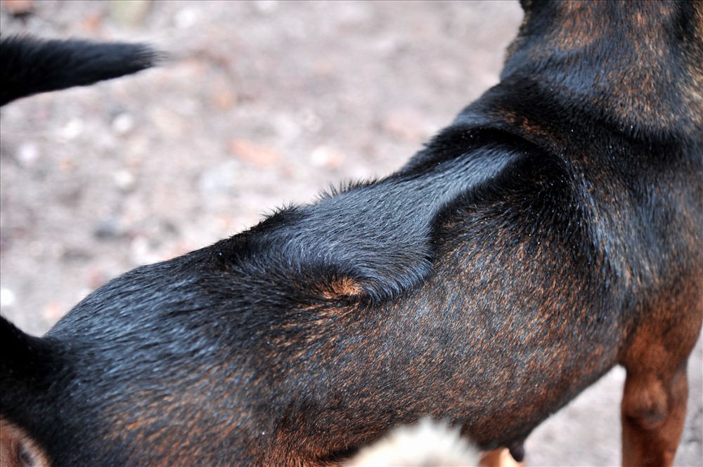 Chó Phú Quốc nổi bật với hình ảnh xoáy lưng. (Ảnh: Lục Tùng)
