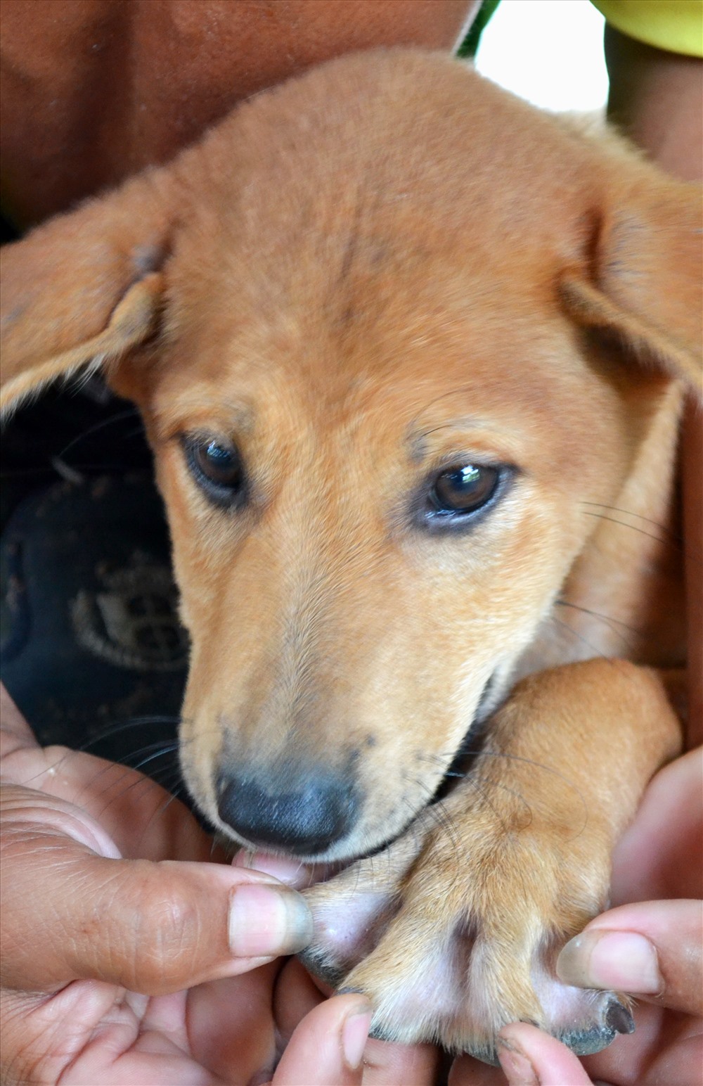 Năm Tuất là thời điểm tuyệt vời để tìm hiểu về chó Phú Quốc! Hãy xem những hình ảnh đáng yêu của những chú chó này và khám phá về những đặc điểm đáng yêu của chúng.