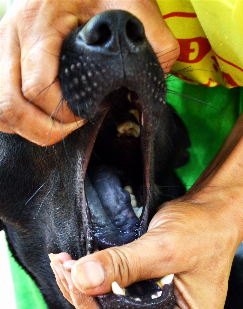 Đặc biệt lưỡi chó Phú Quốc thường có đốm đen, hoặc đen tuyền thế này. (Ảnh: Lục Tùng) 