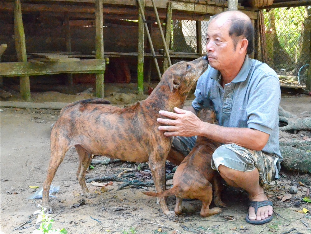 Chó Phú Quốc được sử dụng vào việc đi săn, nhưng cũng rất thân thiện với con người. (Ảnh: Lục Tùng)