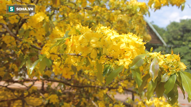 Những cánh mai vàng rực giữa ngày xuân.