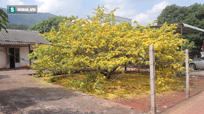 Ông Thạnh tiết lộ, rất nhiều người muốn mua cây mai, lần gần đây nhât có người trả giá hơn 2 tỷ đồng tuy nhiên ông không đồng ý.