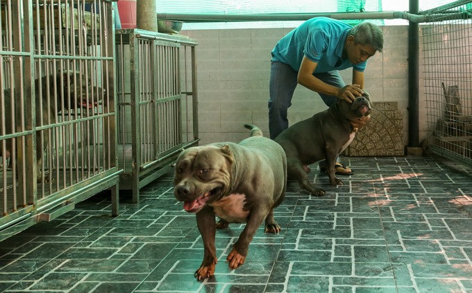 Ông Nguyễn Thường Quân (45 tuổi, quận Phú Nhuận, TP HCM) đang nuôi ba con chó Bully, loài chó có nguồn gốc từ Mỹ.