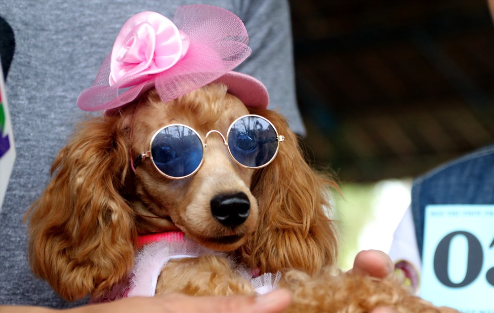 Thi thời trang cún yêu: Bạn có muốn xem những chú chó đáng yêu được khoác lên người những bộ đồ thời trang và phụ kiện xinh xắn? Cuộc thi thi thời trang cún yêu đang diễn ra, hãy đến xem ngay thôi!