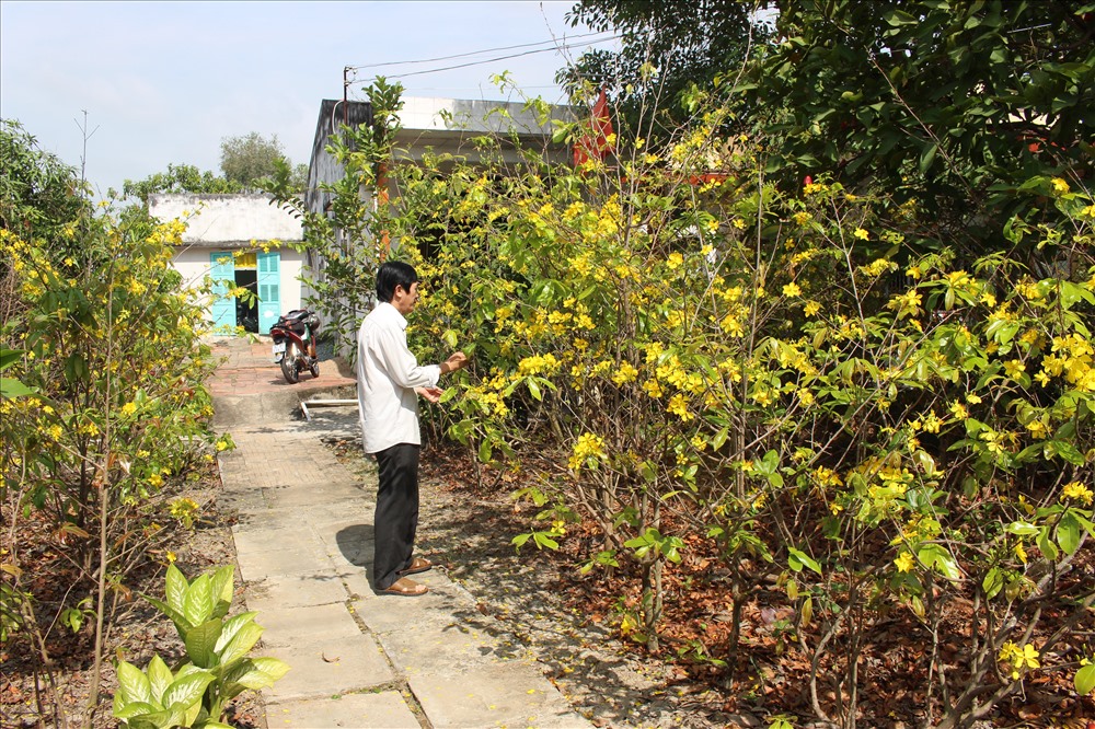 Anh Trần Văn Tài (công tác tại Đảng ủy Khối doanh nghiệp tỉnh Long An), nhà của tuy còn đơn sơ, nhưng vườn mai luôn tươm tất.