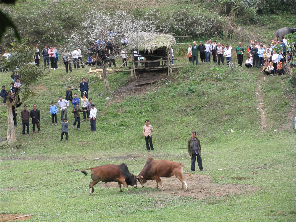 Lễ hội chọi bò của người Mông ở Kỳ Sơn. Ảnh: Vĩnh Khánh