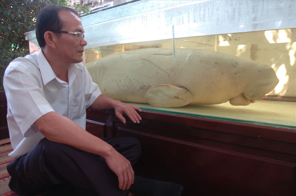 Anh Thắng bên con Bò biển Dugong (hay còn gọi là cá nàng tiên) tự tay mình làm tiêu bản.