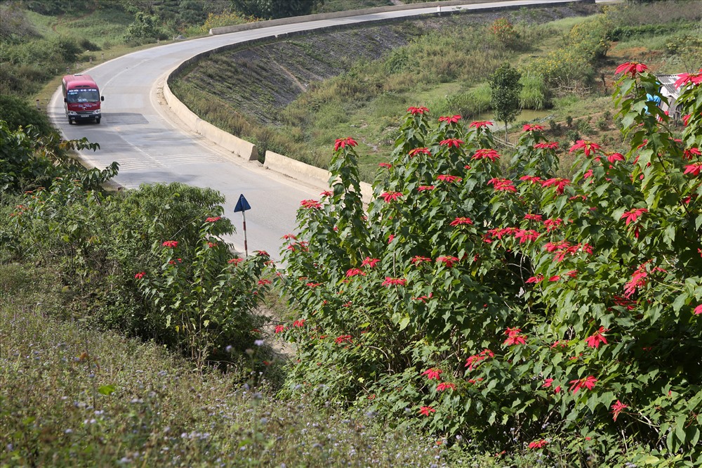 Sắc đỏ của hoa trạng nguyên rực rỡ ven Quốc lộ 6, địa phận xã Loóng Luông, huyện Vân Hồ.