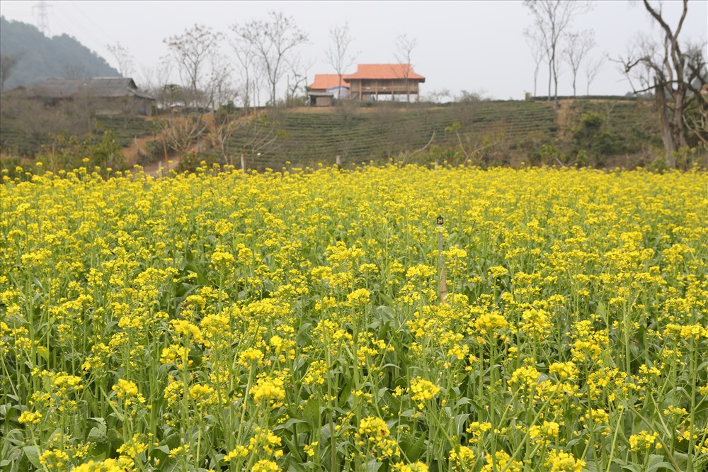 Cánh đồng cải nở vàng mê mải ở xã Vân Hồ huyện Vân Hồ.